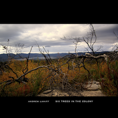 Six Trees in the Colony